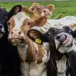 vacas leiteiras
