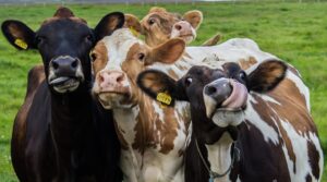 vacas leiteiras