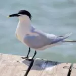 Gripe aviária Brasil