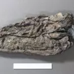 fósseis girino