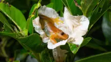 Perereca