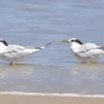 Gripe aviária Brasil
