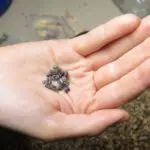 sementes uvas bíblia