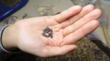 sementes uvas bíblia