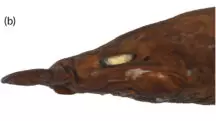 tubarão fantasma
