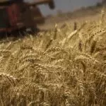 trigo argentina