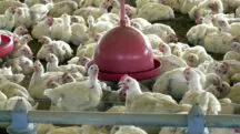 embrapa frango brasil
