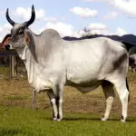 Avião touros brasileiros