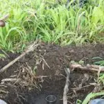 sistema plantio direto para manejo de solo em santa catarina