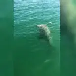 tubarão engolido garoupa