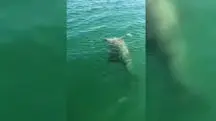 tubarão engolido garoupa