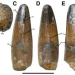 dente espinossauros