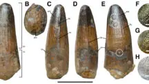 dente espinossauros
