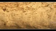 canibalismo humanos