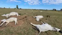 Mato Grosso