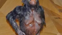 tecido muscular lucy
