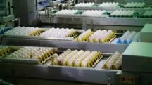 maior empresa de ovos - Katayama Alimentos e Granja Faria