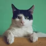 professor aluno gato