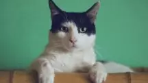 professor aluno gato
