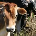 mudanças climáticas