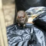 paris ratos