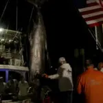 peixe 280 kg Estados Unidos