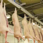 exportações carne suína