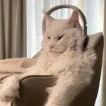 maior gato mundo