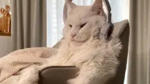 maior gato mundo
