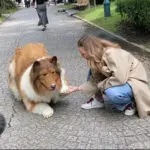 japonês cachorro