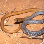 Chicote Deserto Cobra