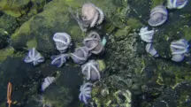 cientistas berçário polvos