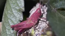 grilo rosa