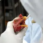 Gripe Aviária