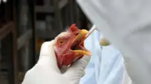 Gripe Aviária