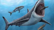 extinção megalodonte