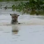 Onça-pintada