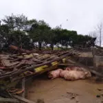 Ciclone destrói agronegócio no RS