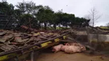 Ciclone destrói agronegócio no RS
