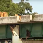babuíno leão