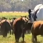 boi gigante - Austrália
