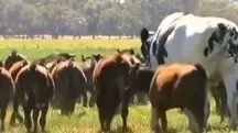 boi gigante - Austrália