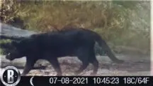 gato selvagem