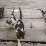 gatos gripe aviária