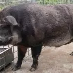javalis estados unidos 2