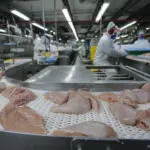 Exportações carne frango Brasil