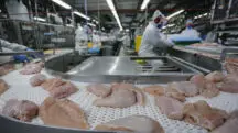 Exportações carne frango Brasil