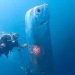 peixe gigante taiwan - vídeo
