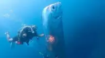 peixe gigante taiwan - vídeo