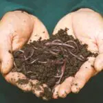 minhocas ártico